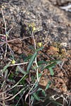 Euphorbia cuneata Kasigau GPS183 Kenya 2014_1710.jpg